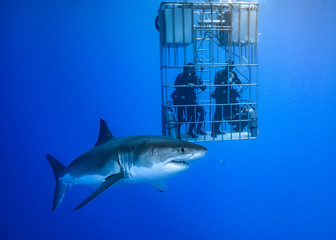 Great White Shark at Guadalupe Island, Baja California, Mexico.