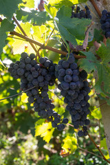 Close-up of ripe blue wine grapes on vine, vineyards in autumn harvest. Fruits in fall. beautiful red grapes ready for harvesting