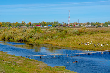 Obraz premium Domestic geese gray and white sit on the grass in the field in flocks and swim on the river at a small wooden bridge on the background of village houses and communication towers.
