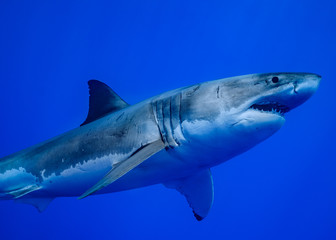 Great White Shark at Guadalupe Island, Baja California, Mexico.