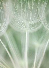 Salsify / Dandelion Seed Head close-up
