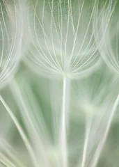 Photo sur Plexiglas Couleur pistache Gros plan sur la tête de graines de salsifis / pissenlit