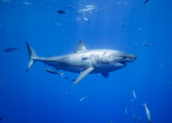 Great White Shark, Guadalupe Island, Isla Guadalupe, White Shark, Cage Diving