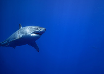 Great White Shark, Guadalupe Island, Isla Guadalupe, White Shark, Cage Diving