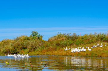 A flock of geese swims through the water of the river for yellow water lilies against the background of other white birds on the green Bank with grass near the bushes.