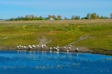A flock of white geese walk along the shore drink water and wash against the background of a village house in a green field.