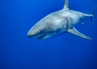 Great White Shark, Guadalupe Island, Isla Guadalupe, White Shark, Cage Diving