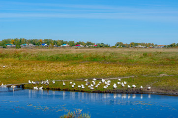 A flock of white geese walk along the Bank drink water and wash at the river with a wooden bridge on the background of village houses in a green field near the forest.