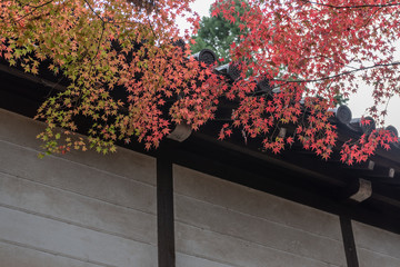 Colorful autumn leaves in Kyoto. Japan.