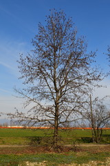 Plant with its own seeds that swing