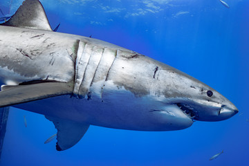 Obraz premium Great White Shark, Guadalupe Island, Isla Guadalupe, White Shark, Cage Diving