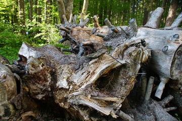 Baumstämme und Wurzeln