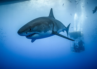 Great White Shark, Guadalupe Island, Isla Guadalupe, White Shark, Cage Diving
