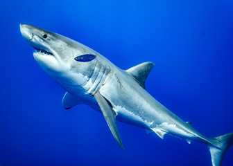 Great White Shark, Guadalupe Island, Isla Guadalupe, White Shark, Cage Diving