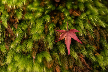 Japanese maple falls on the green moss. Kyoto, Japan.
