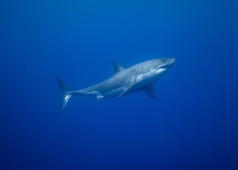 Great White Shark, Guadalupe Island, Isla Guadalupe, White Shark, Cage Diving