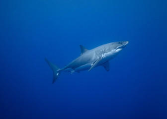 Great White Shark, Guadalupe Island, Isla Guadalupe, White Shark, Cage Diving