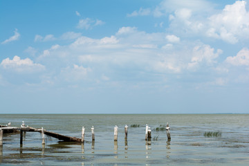 Seagulls sitting on wooden posts in sea beach. Summer seascape.