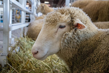 Sheep in a Pen at a State Fair