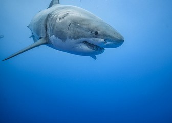 Fototapeta premium Great White Shark, Guadalupe Island, Isla Guadalupe, White Shark, Cage Diving