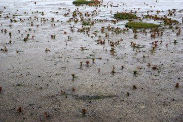 Fototapeta premium Salzwiesen und Marschlandschaft