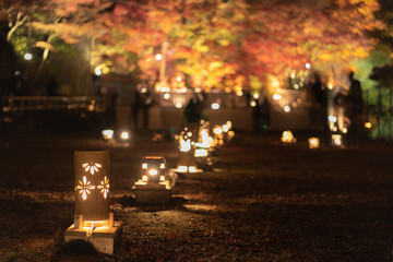 Candle light up with autumn leaves in Iwayado Park in Japan.