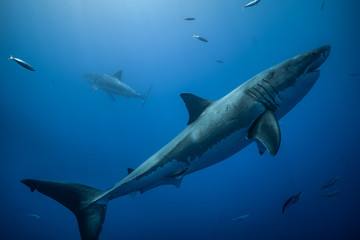 Fototapeta premium Great White Shark at Guadalupe Island, Baja California, Mexico.
