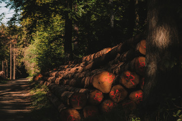 abgesägte Baumstämme aufeinander gestapelt