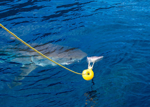 Great White Shark Breach At Guadalupe Island, Isla Guadalupe, Baja California, Mexico.