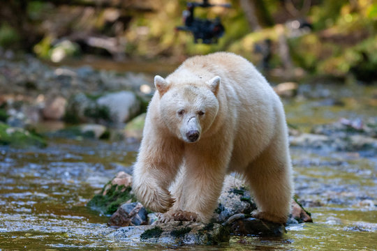 Spirit Bear in River Great Bear Rainforest