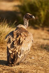 European Vulture in nature from spain