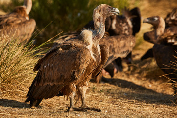 European Vulture in nature from spain