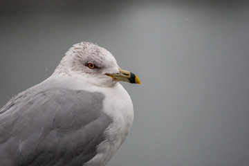 Seagull on Mooring Post