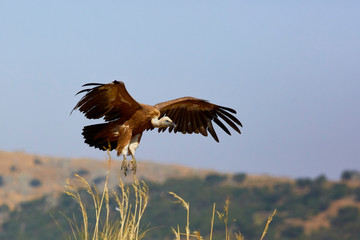 European Vulture in nature from spain