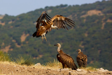 European Vulture in nature from spain