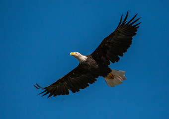 Bald Eagle in Flight