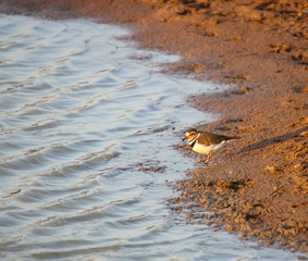 African Three-banded Plover (Charadrius tricollaris)