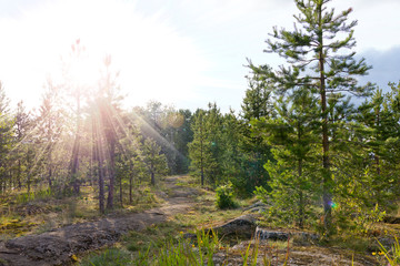 the rays of the sun through the crowns of trees in the evening in the forest