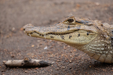 Black Caiman on Beach
