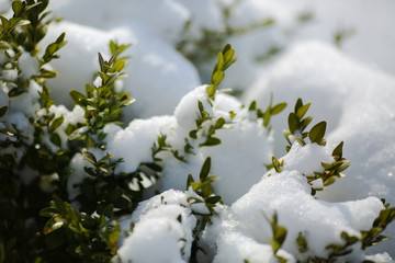 Boxwood bush with green leaves covered with snow