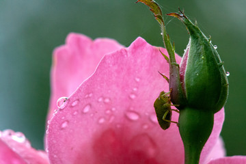 raindrops on flower