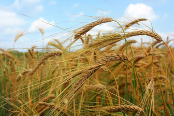Fototapeta premium Golden ears of wheat in the field