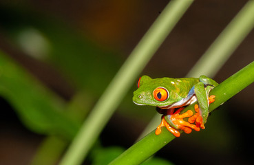 Red Eyed Tree Frog