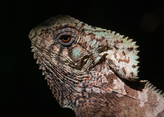 Helmet  Headed Lizard Portrait