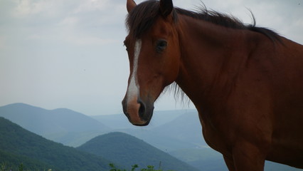 Fototapeta premium portrait of a horse