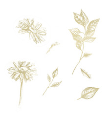 Zestaw złotych elementów kwiatów rumianku i liści - 292387531