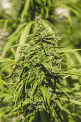 Detail of cannabis sativa flower ready to harvest