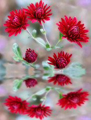 Bouquet of red chrysanthemums and young buds on stems with green leaves and its reflection