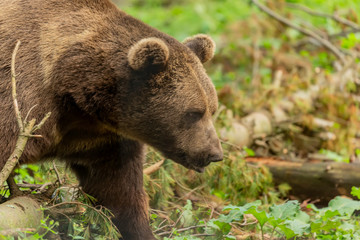 The brown bear (Ursus arctos) in its natural environment natural scene from forest habitat