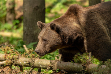 The brown bear (Ursus arctos) in its natural environment natural scene from forest habitat